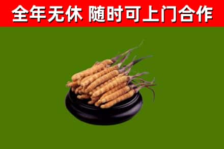 宝坻回收冬虫夏草