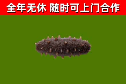 宝坻回收海参干